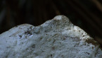 Lichen on Rock