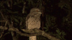 Tawny Frogmouth