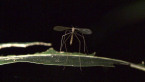 Crane Fly