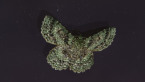 Green Looper Moth