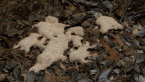 Slime Mould