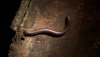 Round-backed Millipede