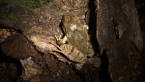 Black-soled Frog