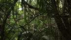 Flamboyant Vines