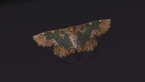 Wattle Bizarre Looper Moth
