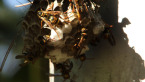 Paper Wasps