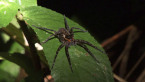 Water Spider