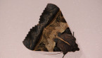 Moth on Window