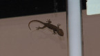 Asian  House Gecko