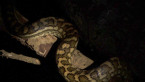 Carpet Python