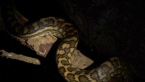 Carpet Python