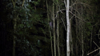 Lofty Understorey