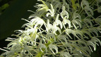 King Orchid