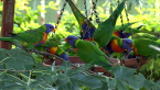 Rainbow Lorikeets