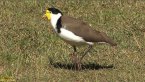 Masked Lapwing