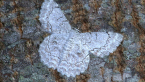 White Looper Moth
