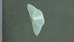 Moth