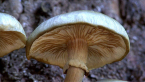 Australian Honey Fungus