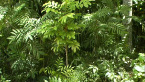 Native Garden