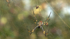 Golden Orb Spiders