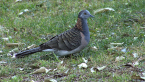 Bar Shouldered Dove