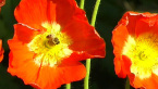 Bee on Flower