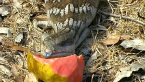 Blue-tongued Lizard