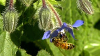 Bee on Borage