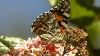 Painted Lady Butterfly