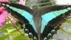 Blue Triangle Butterfly