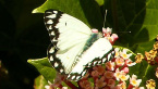 Caper White Butterfly