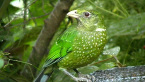 Green Catbird