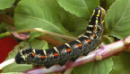 Impatiens Hawk Moth  Larva