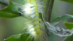 Tussock Moth Larva