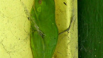 Green Tree Frog