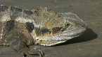 Eastern Water Dragon