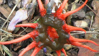 Anemone Stinkhorn