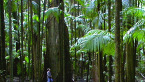 Figure in forest