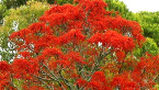 Flame Tree