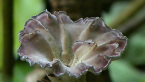 Leathery Goblet Fungus