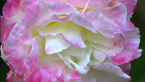 Camellia