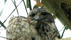 Tawny Frogmouths