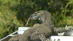 Lace Monitor