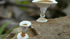Spinning Top Fungi