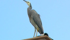 White-Faced Heron
