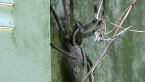 Grey Huntsman Spider