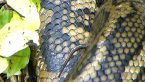 Leech on Carpet Python
