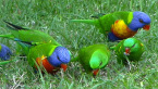 Rainbow and Scaly-breasted Lorikeets