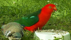 Male King Parrot