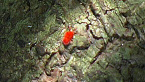Red Velvet Mite